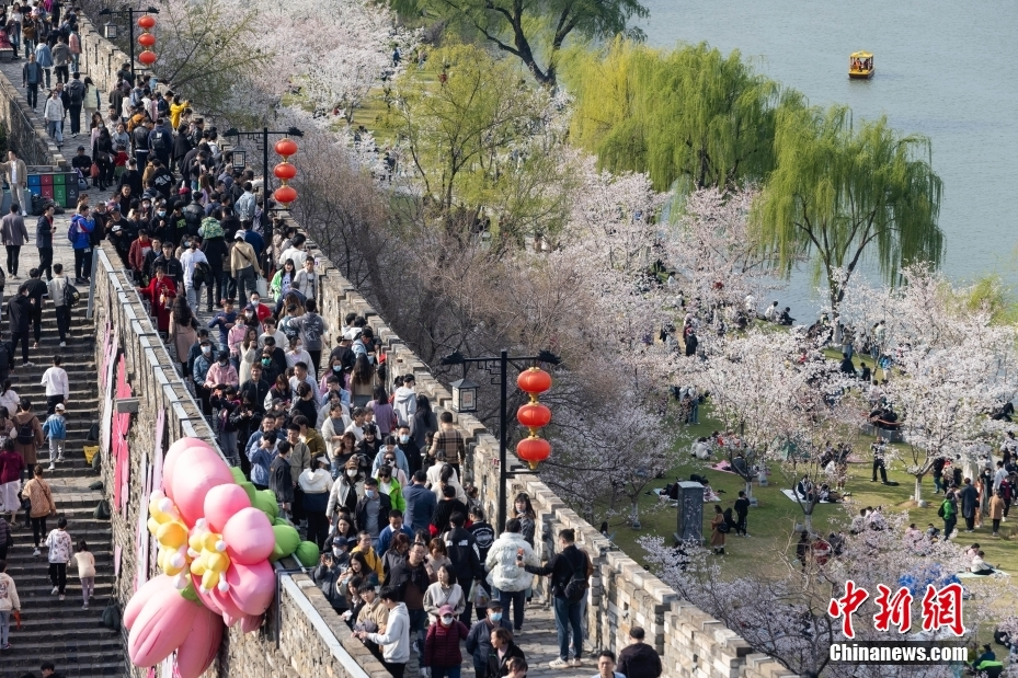 南京明城墻內(nèi)外櫻花盛開(kāi) 踏青賞花人如潮